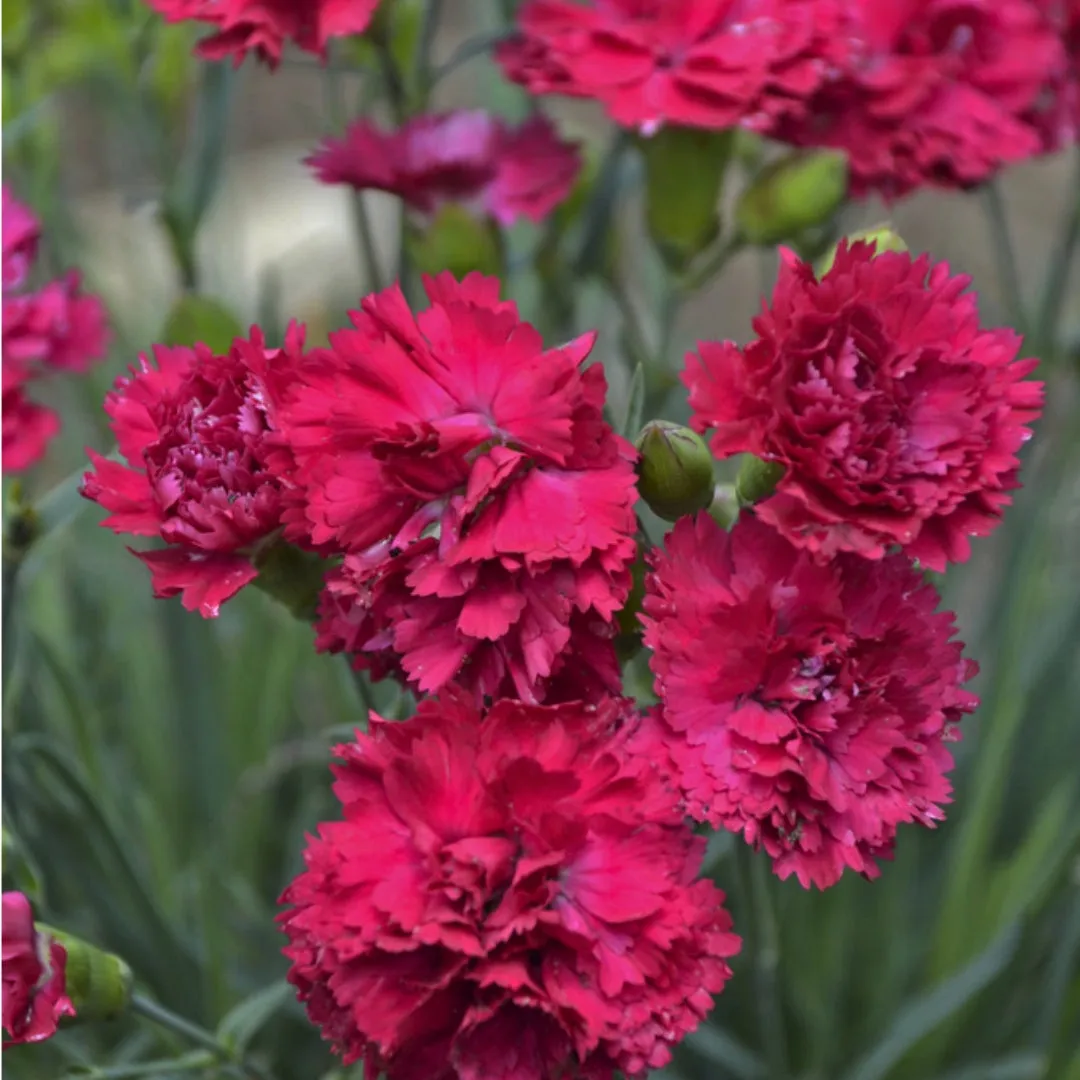 Dianthus Cranberry Cocktail