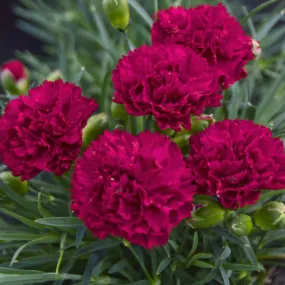 Dianthus Cranberry Cocktail