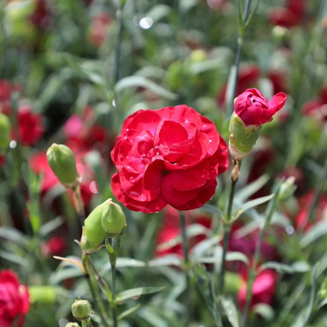 Dianthus Cranberry Cocktail