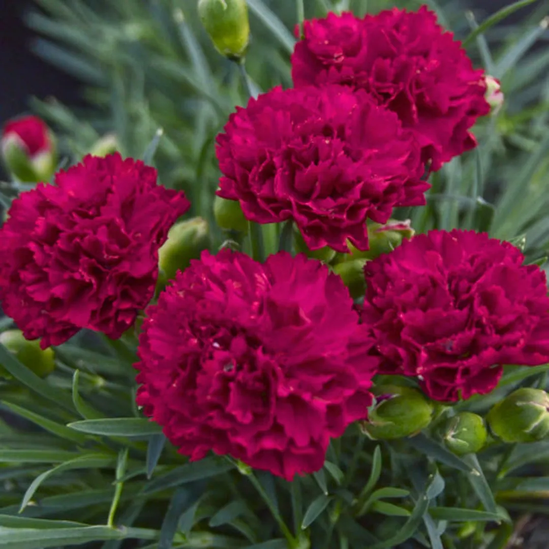 Dianthus Cranberry Cocktail